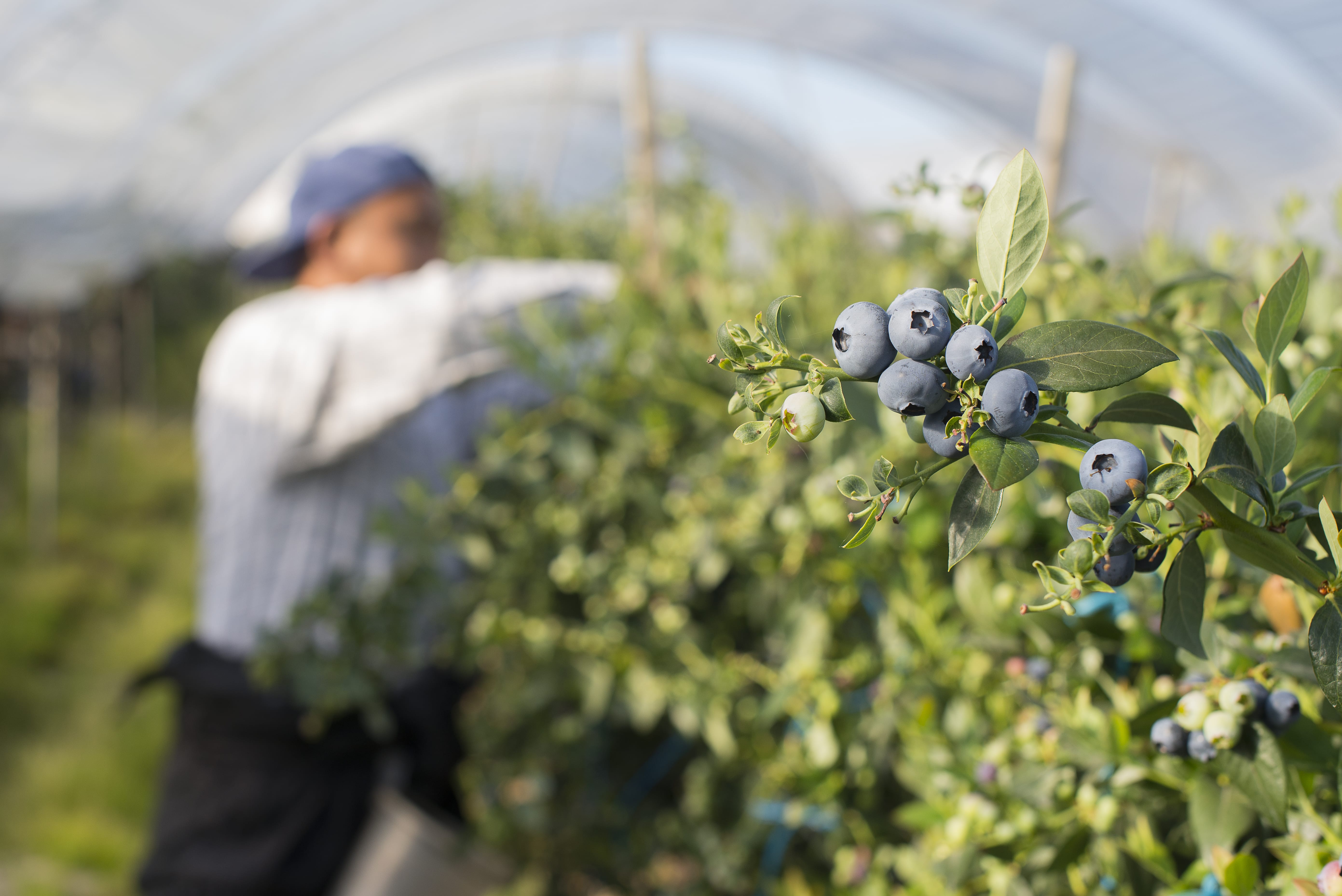 Fruit & Cherries in Herefordshire Berries Unlocked