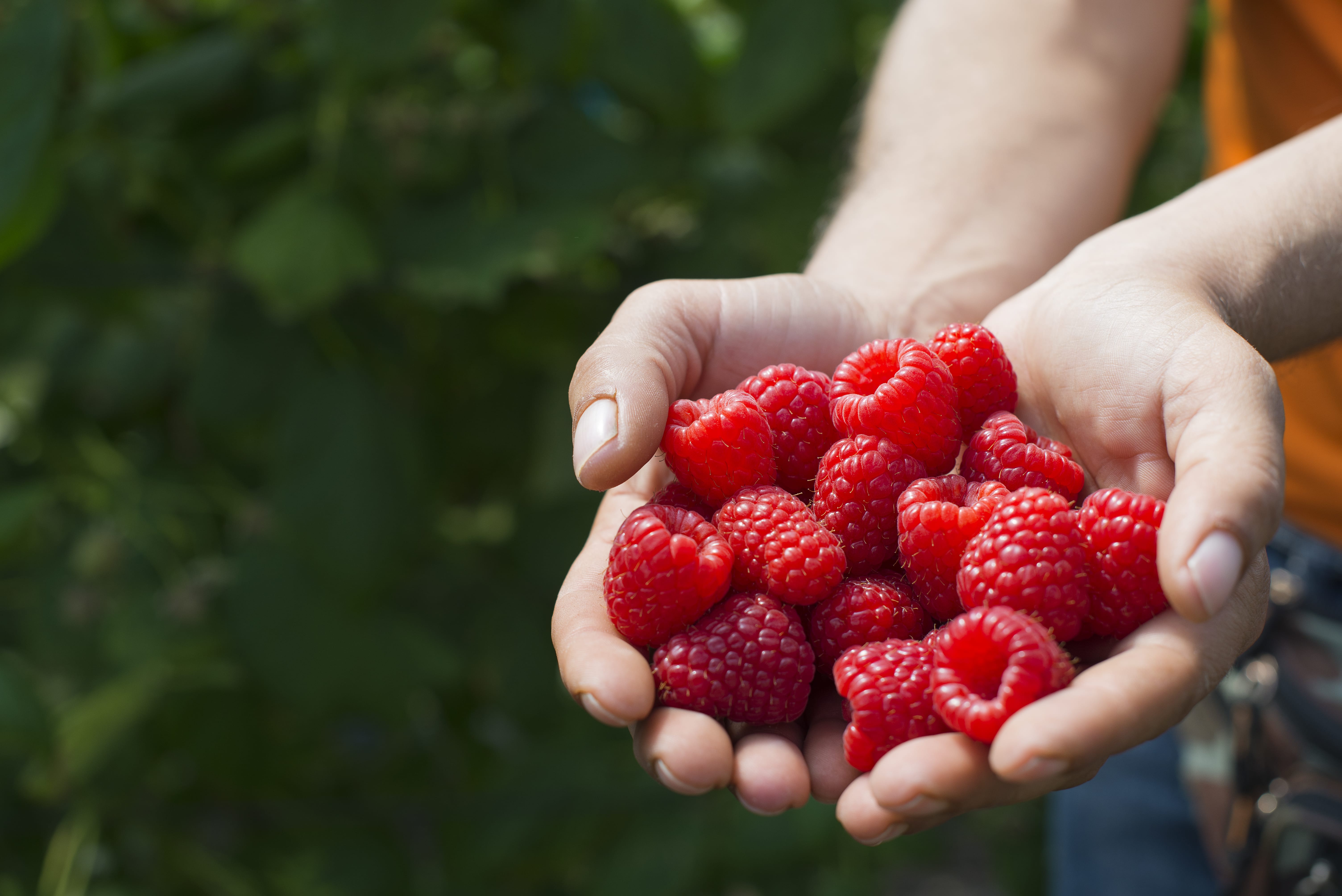 Recipe Raspberry Pancakes Berries Unlocked