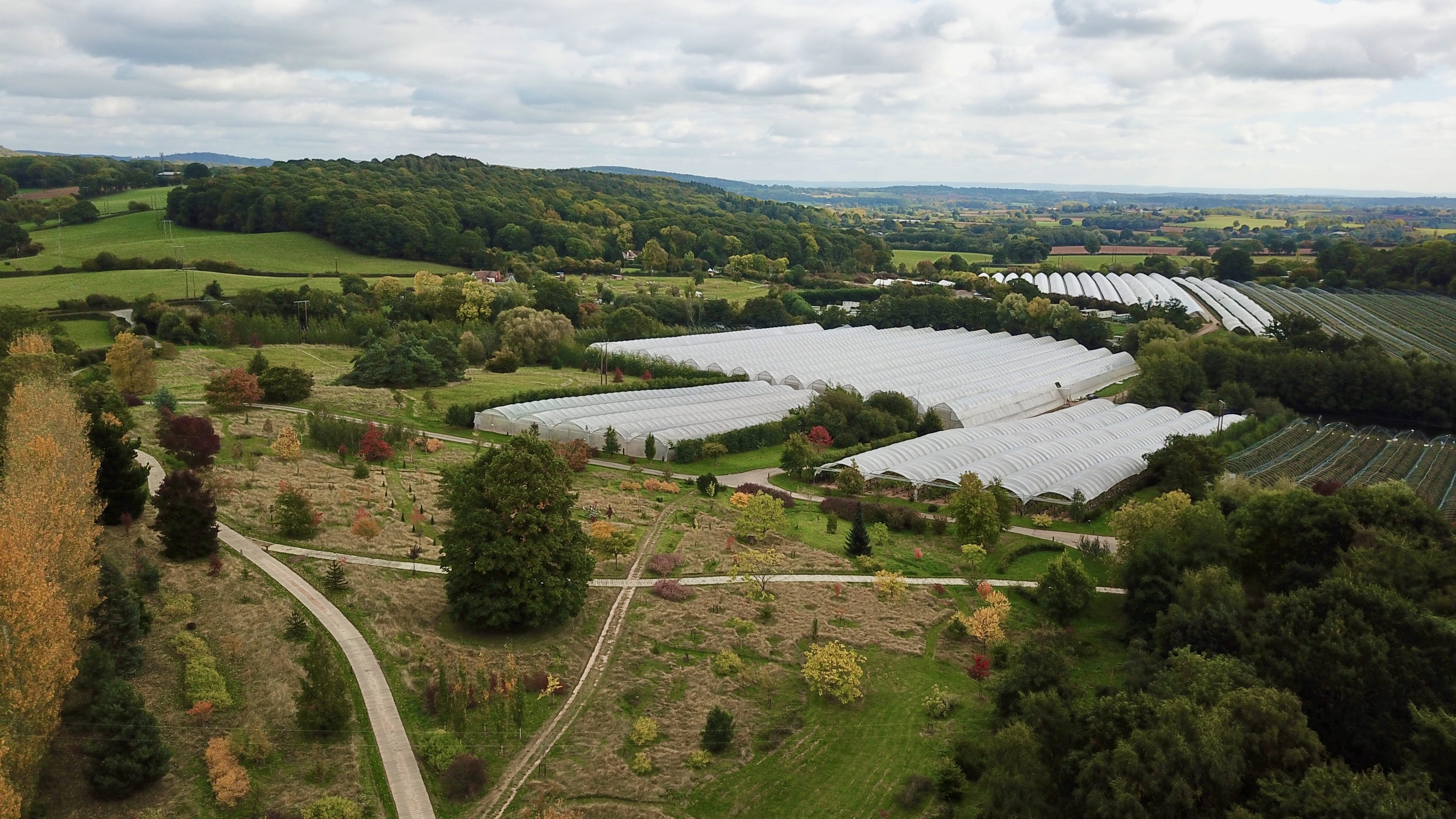 Fruit & Cherries in Herefordshire Berries Unlocked